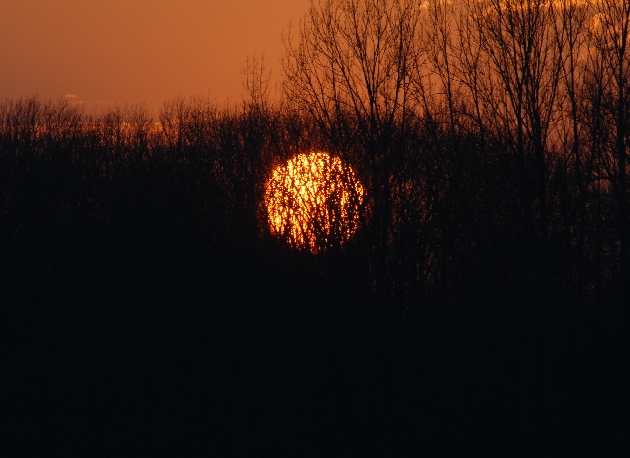 Taubergießen, Februar 2007 125.jpg - Abendstimmung im Naturschutzgebiet Taubergießen beim Europa-Park Rust